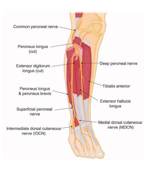 nerve- | Cheltenham Podiatry